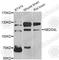 NEDD4 Like E3 Ubiquitin Protein Ligase antibody, A8085, ABclonal Technology, Western Blot image 