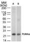 BCL2 Binding Component 3 antibody, PA1-41157, Invitrogen Antibodies, Western Blot image 