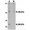 Jumonji Domain Containing 4 antibody, MBS151475, MyBioSource, Western Blot image 