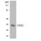 Caudal Type Homeobox 2 antibody, LS-C291792, Lifespan Biosciences, Western Blot image 