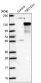 TBC1 Domain Family Member 31 antibody, NBP1-81818, Novus Biologicals, Western Blot image 