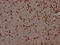 Mitotic Arrest Deficient 2 Like 2 antibody, CSB-RA782379A0HU, Cusabio, Immunohistochemistry paraffin image 