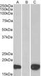 Pleckstrin Homology Like Domain Family A Member 3 antibody, LS-C55274, Lifespan Biosciences, Western Blot image 