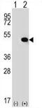 Thyroid Hormone Receptor Interactor 13 antibody, AP54356PU-N, Origene, Western Blot image 