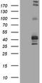 Fc Fragment Of IgE Receptor II antibody, TA801531AM, Origene, Western Blot image 
