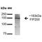 RB1 Inducible Coiled-Coil 1 antibody, PA5-77805, Invitrogen Antibodies, Western Blot image 