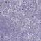 TNFAIP3 Interacting Protein 1 antibody, NBP2-32705, Novus Biologicals, Immunohistochemistry frozen image 