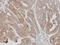 Ubiquitin Specific Peptidase 15 antibody, GTX104644, GeneTex, Immunohistochemistry paraffin image 