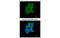 Cartilage Associated Protein antibody, MBS837542, MyBioSource, Immunofluorescence image 