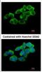 Ubiquitin-associated and SH3 domain-containing protein A antibody, NBP2-20763, Novus Biologicals, Immunocytochemistry image 