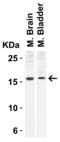 PP17 antibody, 4237, ProSci, Western Blot image 