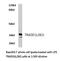 TNFRSF1A Associated Via Death Domain antibody, LS-C176356, Lifespan Biosciences, Western Blot image 