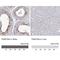 Family With Sequence Similarity 216 Member A antibody, NBP2-47425, Novus Biologicals, Immunohistochemistry paraffin image 