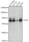 Atlastin GTPase 2 antibody, A08891, Boster Biological Technology, Western Blot image 