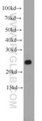 Rho GDP Dissociation Inhibitor Gamma antibody, 14282-1-AP, Proteintech Group, Western Blot image 