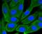 Glycogen Synthase Kinase 3 Beta antibody, NBP2-67448, Novus Biologicals, Immunofluorescence image 