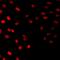 Heart- and neural crest derivatives-expressed protein 2 antibody, orb412533, Biorbyt, Immunofluorescence image 