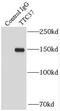 Tetratricopeptide Repeat Domain 37 antibody, FNab09084, FineTest, Immunoprecipitation image 