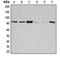 Glycogen Synthase 1 antibody, LS-C352295, Lifespan Biosciences, Western Blot image 