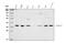 Caspase 7 antibody, A01044-2, Boster Biological Technology, Western Blot image 