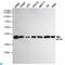 Eukaryotic Translation Initiation Factor 2A antibody, LS-C814101, Lifespan Biosciences, Western Blot image 