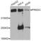 Protein Kinase, DNA-Activated, Catalytic Subunit antibody, LS-C331460, Lifespan Biosciences, Western Blot image 