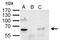 YY1 Transcription Factor antibody, NBP2-20933, Novus Biologicals, Immunoprecipitation image 