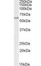 Patatin Like Phospholipase Domain Containing 2 antibody, orb19443, Biorbyt, Western Blot image 