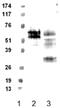 Formyl Peptide Receptor 1 antibody, 30107, QED Bioscience, Western Blot image 