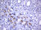 TNF Receptor Superfamily Member 8 antibody, LS-C175658, Lifespan Biosciences, Immunohistochemistry frozen image 