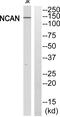 Neurocan antibody, PA5-39296, Invitrogen Antibodies, Western Blot image 