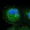 Signal Peptide Peptidase Like 3 antibody, NBP2-55109, Novus Biologicals, Immunofluorescence image 