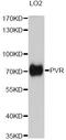 PVR Cell Adhesion Molecule antibody, A5753, ABclonal Technology, Western Blot image 