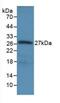 Ribonuclease L antibody, MBS2027883, MyBioSource, Western Blot image 