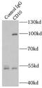 Membrane Metalloendopeptidase antibody, FNab01406, FineTest, Immunoprecipitation image 