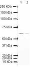 Heterogeneous nuclear ribonucleoprotein K antibody, PA5-19608, Invitrogen Antibodies, Western Blot image 