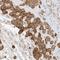 Interleukin 36 Beta antibody, NBP1-83892, Novus Biologicals, Immunohistochemistry frozen image 