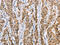 Calnexin antibody, CSB-PA106469, Cusabio, Immunohistochemistry paraffin image 