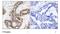 p21 antibody, GTX78992, GeneTex, Immunohistochemistry paraffin image 
