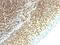 Small Ubiquitin Like Modifier 2 antibody, NBP2-48455, Novus Biologicals, Immunohistochemistry paraffin image 