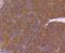 Cell Division Cycle 42 antibody, NBP2-67895, Novus Biologicals, Immunohistochemistry paraffin image 