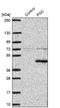 Progastricsin antibody, NBP1-91012, Novus Biologicals, Western Blot image 