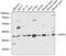 COP9 Signalosome Subunit 5 antibody, 14-971, ProSci, Western Blot image 