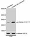 Eukaryotic Translation Initiation Factor 2A antibody, abx125444, Abbexa, Western Blot image 