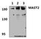 Microtubule Associated Serine/Threonine Kinase 2 antibody, A07003-1, Boster Biological Technology, Western Blot image 