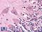 Catechol-O-Methyltransferase antibody, LS-A9797, Lifespan Biosciences, Immunohistochemistry frozen image 