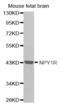 Neuropeptide Y Receptor Y1 antibody, abx002238, Abbexa, Western Blot image 