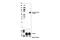 Paxillin antibody, 69363S, Cell Signaling Technology, Western Blot image 