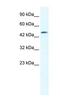 Gap Junction Protein Delta 4 antibody, NBP1-59161, Novus Biologicals, Western Blot image 