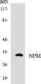 Nucleophosmin 1 antibody, LS-C200278, Lifespan Biosciences, Western Blot image 
